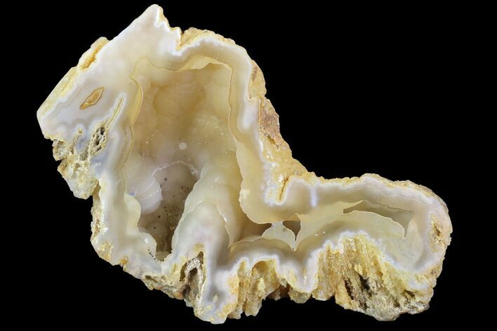 Agatized Fossil Coral Geode - Florida #90210